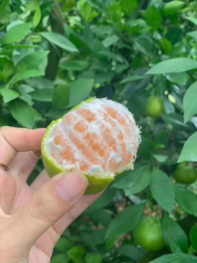 八月蜜桔，柑橘，皮薄汁多，价钱实惠