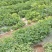 济薯29红薯苗，早熟品种，红皮红心