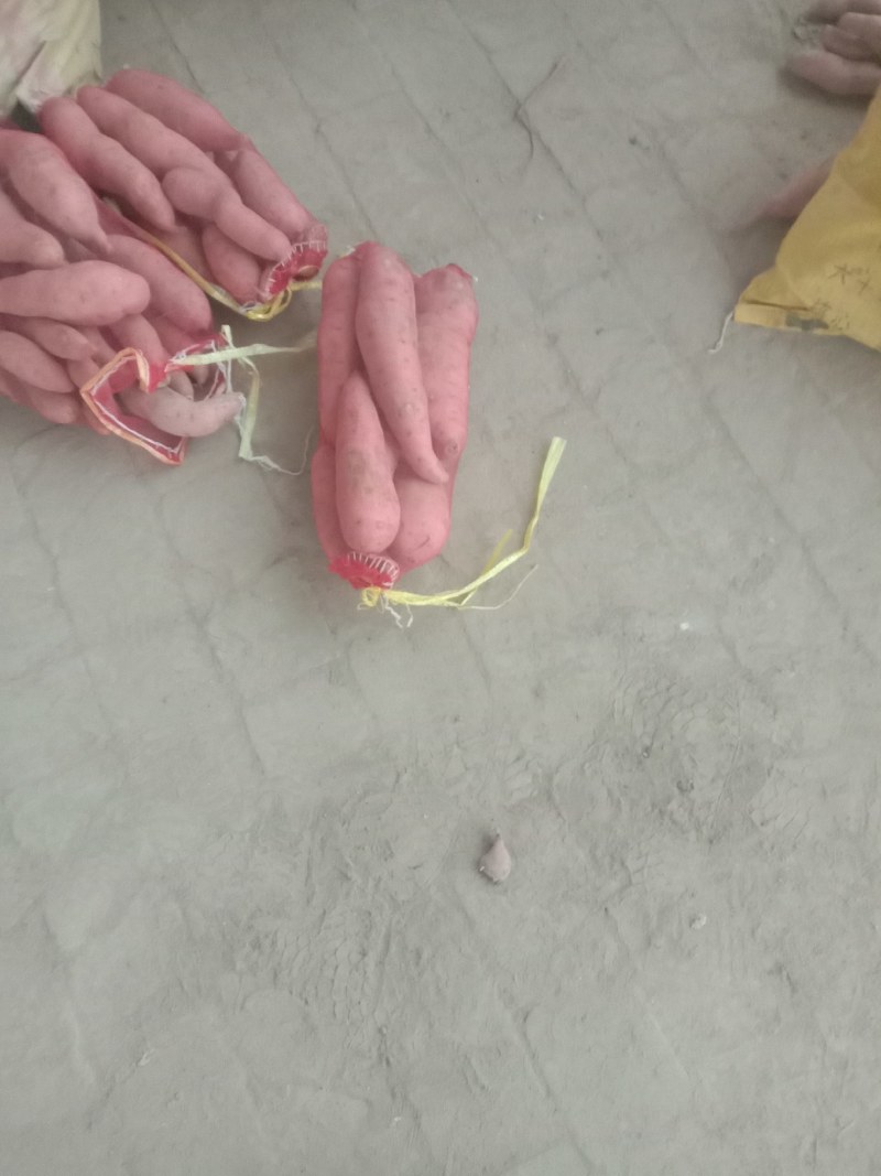 济薯29红薯苗，早熟品种，红皮红心
