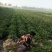 济薯29红薯苗，早熟品种，红皮红心