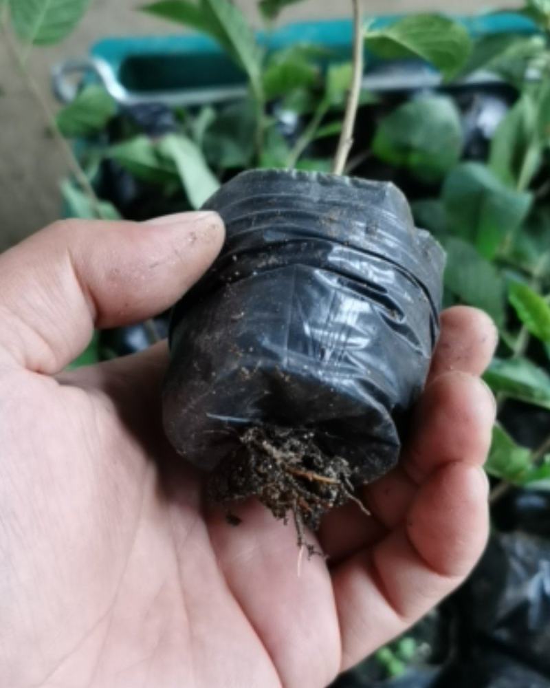 矮化大樱桃嫁接砧木脱毒苗一代吉塞拉6号营养杯苗