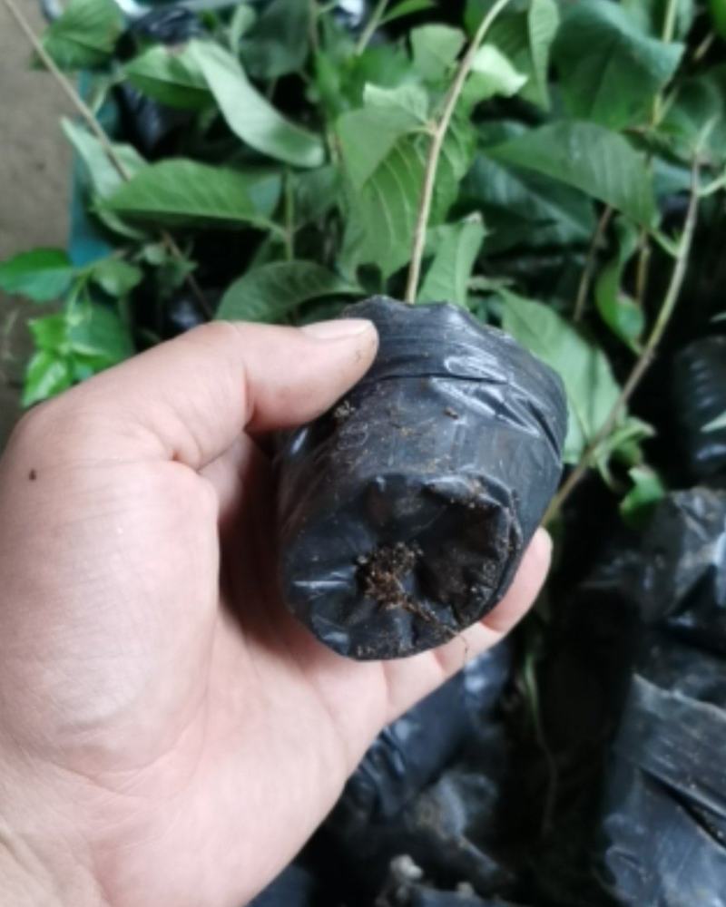 矮化大樱桃嫁接砧木脱毒苗一代吉塞拉6号营养杯苗