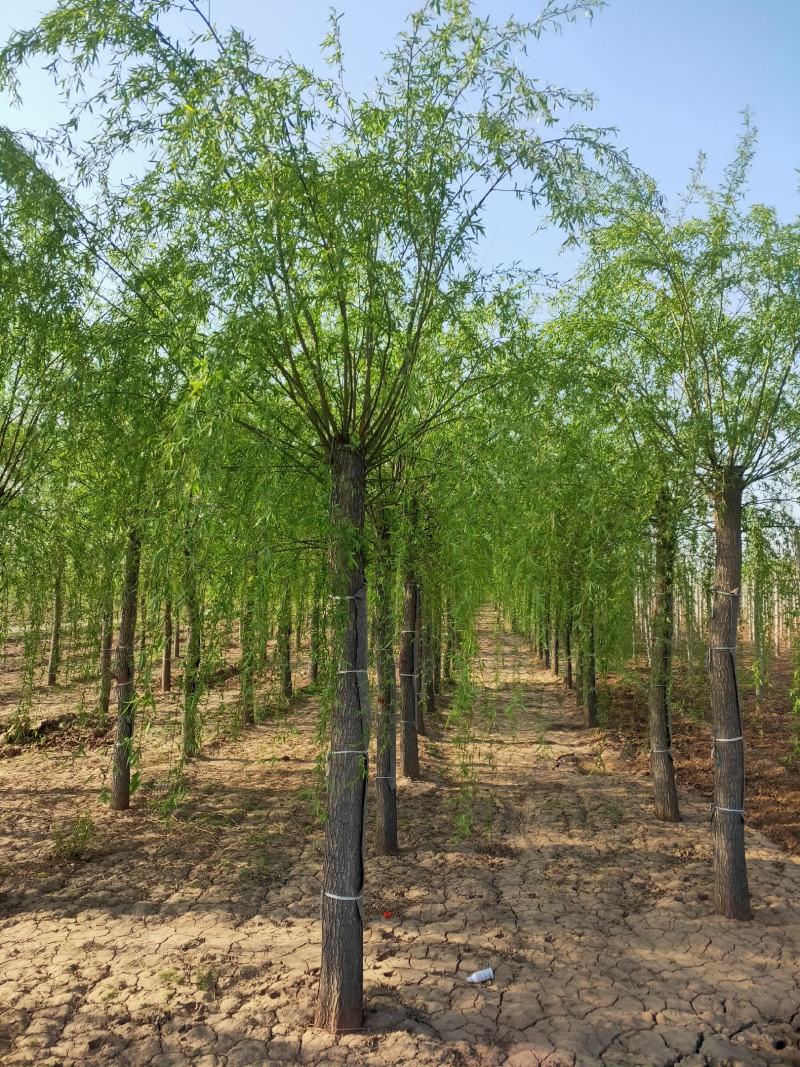 出售定植二次发帽垂柳，旱柳，规格全，冠副大基地直供。