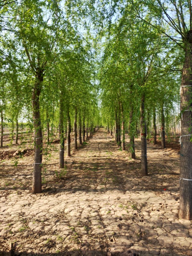 出售定植二次发帽垂柳，旱柳，规格全，冠副大基地直供。