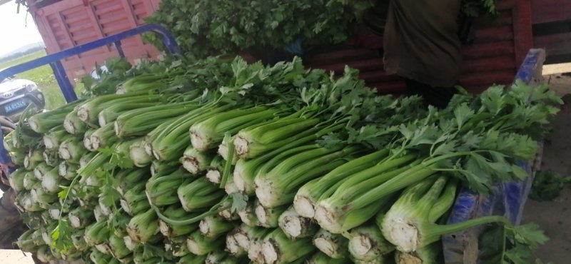 芹菜，中颗芹菜，三颗一斤。大颗芹菜，去头菜