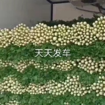 芹菜，中颗芹菜，三颗一斤。大颗芹菜，去头菜