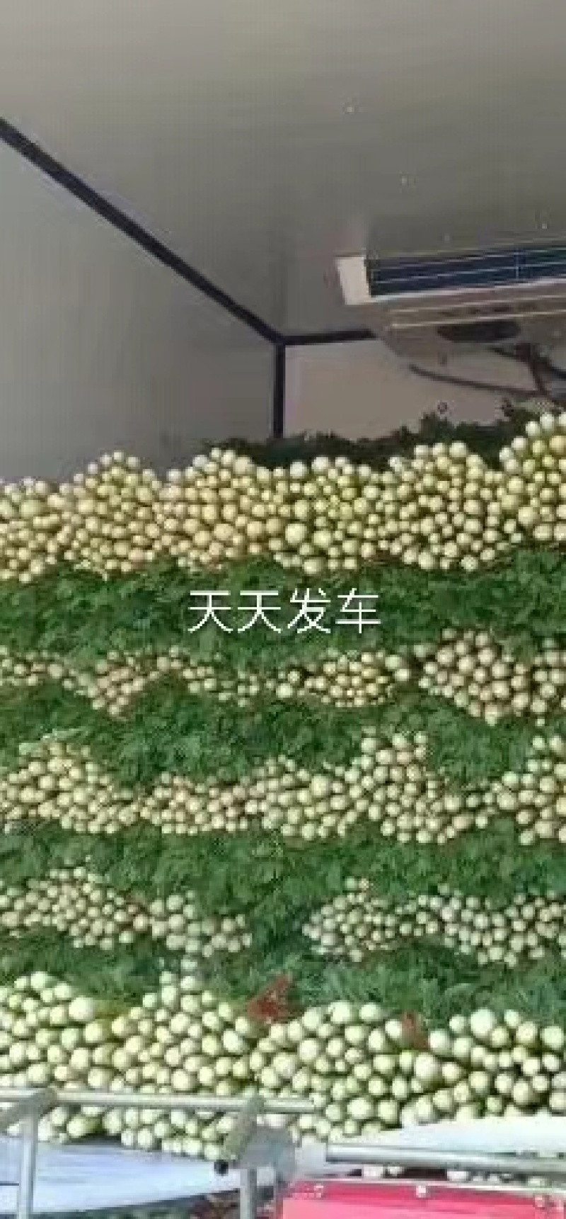 芹菜，中颗芹菜，三颗一斤。大颗芹菜，去头菜