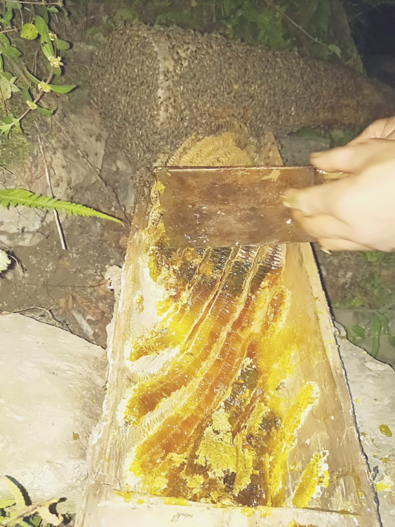 AA真正的深山好蜂蜜