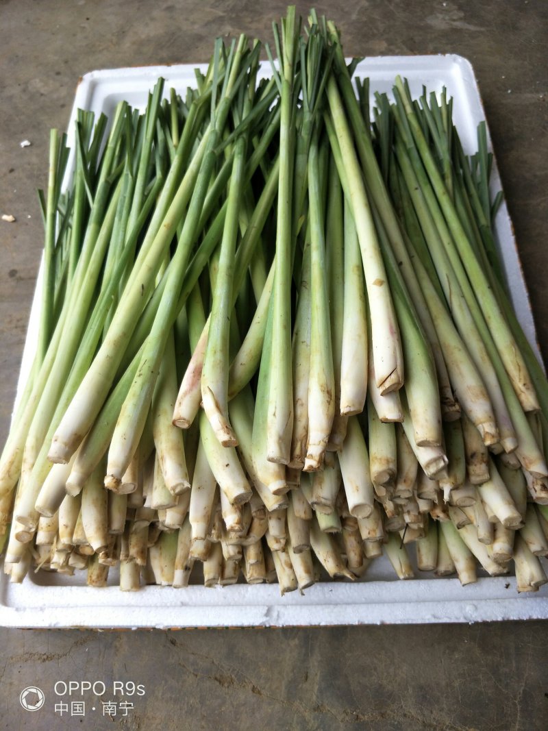 【优质】新鲜香茅草泰国品种新鲜香茅自家基地直供量大从优