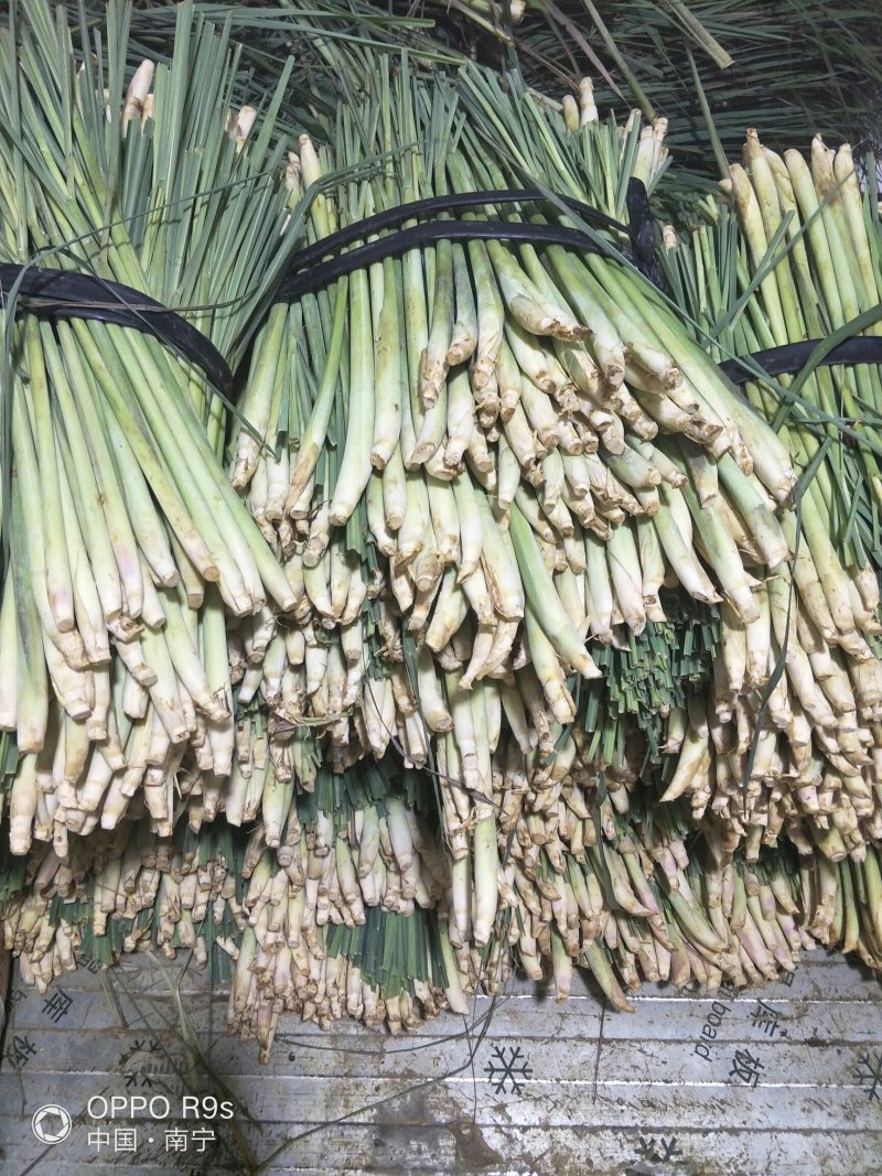 【优质】新鲜香茅草泰国品种新鲜香茅自家基地直供量大从优