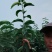 早熟品种苏翠一号，有授权许可证，购苗带防伪二维码的梨苗。