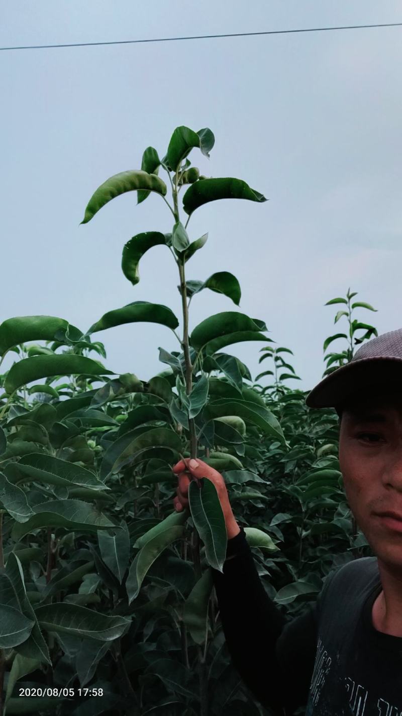 早熟品种苏翠一号，有授权许可证，购苗带防伪二维码的梨苗。