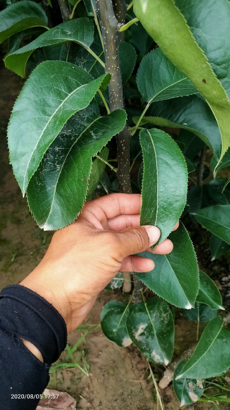 早熟品种苏翠一号，有授权许可证，购苗带防伪二维码的梨苗。