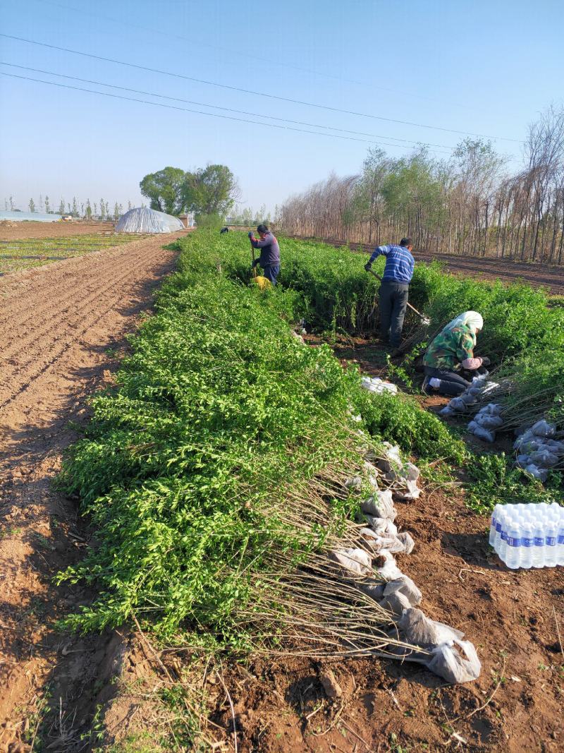 出售大田定植绿水腊苗，丛生金叶水腊，产地直供，