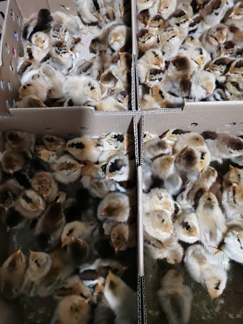 青脚土鸡公苗厂家直销包打马利克疫苗包运输包路途成活
