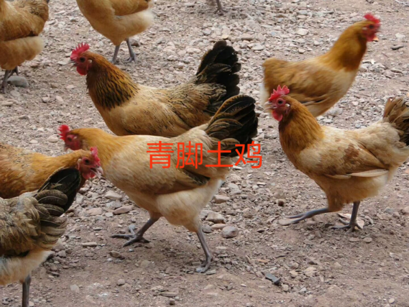 青脚土鸡公苗厂家直销包打马利克疫苗包运输包路途成活