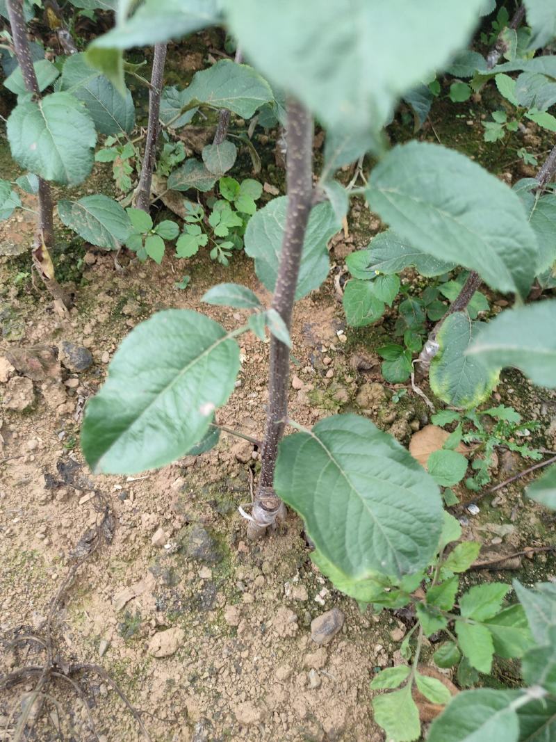 苹果苗，嘎啦苹果苗龙威苹果苗龙嘎苹果苗