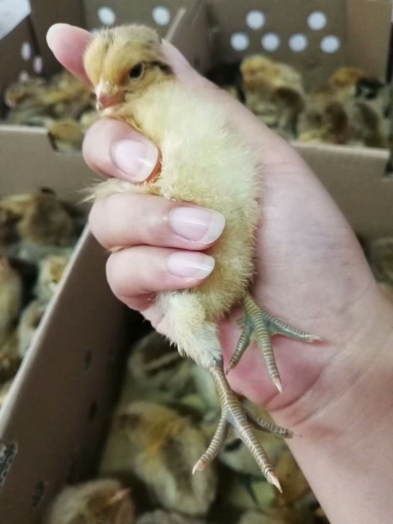 青脚土鸡公苗厂家直销包打马利克疫苗包运输包路途成活