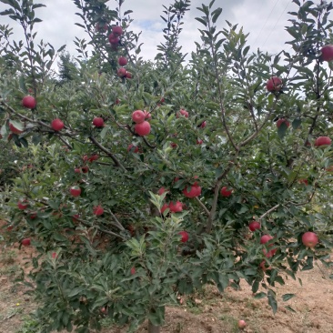 云南苹果苗红蜜苹果苗红露苹果苗华硕苹果苗基地供应