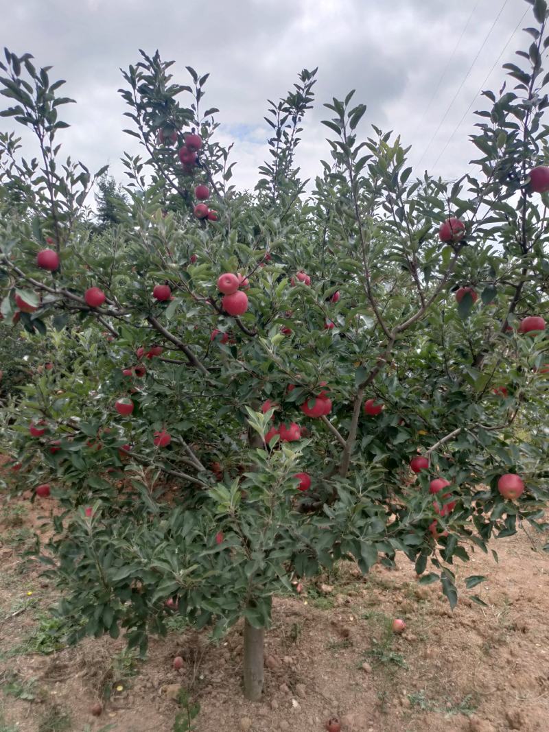 云南苹果苗红蜜苹果苗红露苹果苗华硕苹果苗基地供应