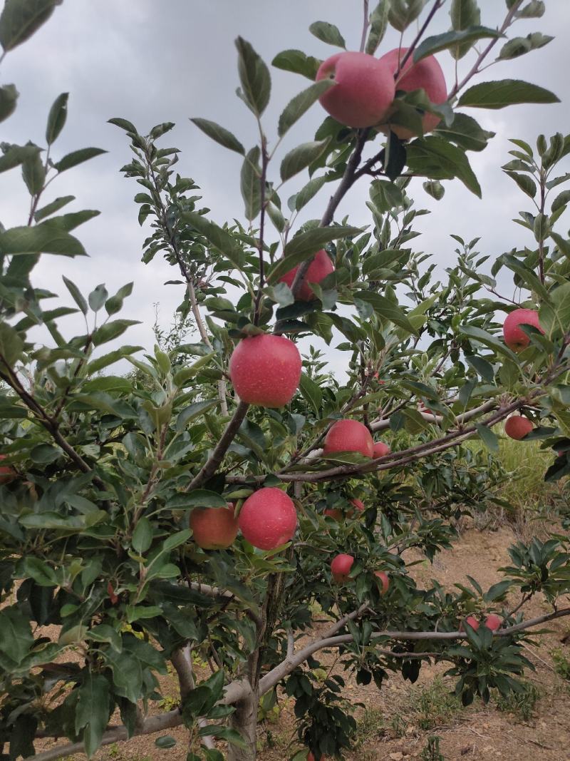 云南苹果苗红蜜苹果苗红露苹果苗华硕苹果苗基地供应