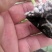 杂交苦瓜苗产量高，高抗病毒病，白粉病，根系发达成活率高
