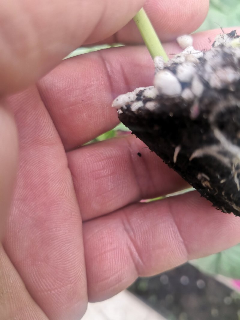 杂交苦瓜苗产量高，高抗病毒病，白粉病，根系发达成活率高