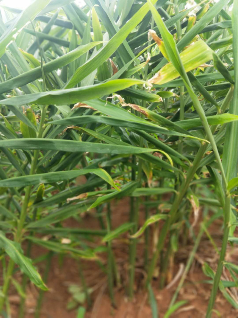 云南黄姜2号精品大量上等货源充足，价钱美丽！