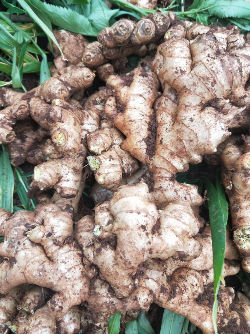 云南黄姜2号精品大量上等货源充足，价钱美丽！