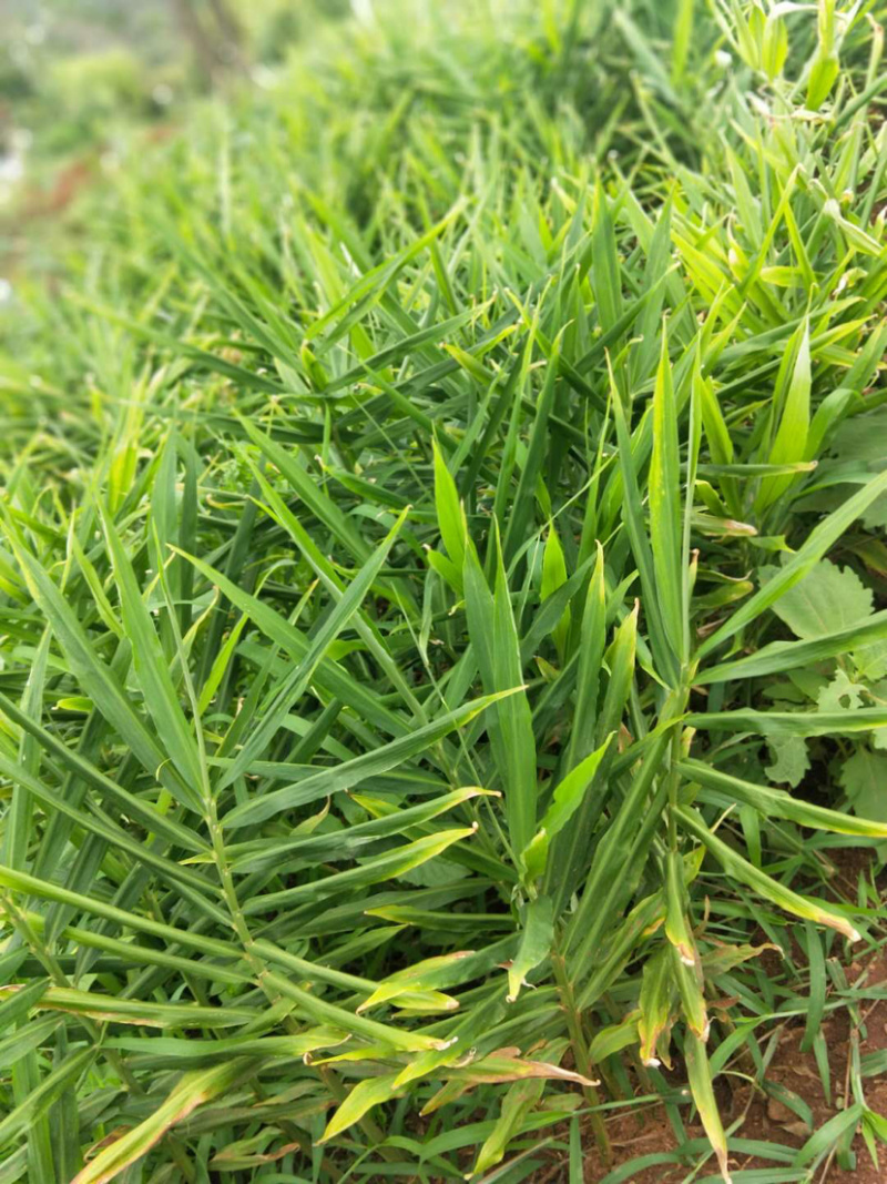 云南黄姜2号精品大量上等货源充足，价钱美丽！