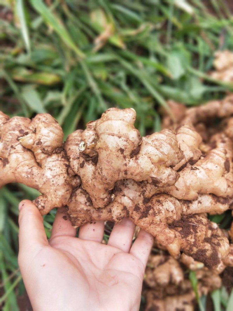 云南黄姜2号精品大量上等货源充足，价钱美丽！