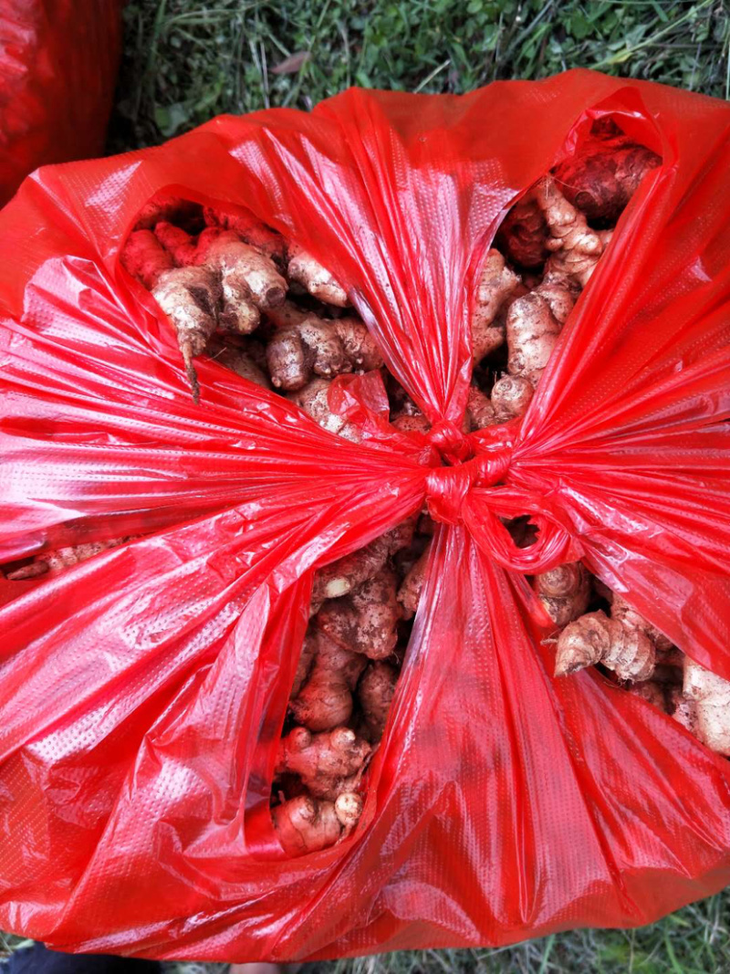 云南黄姜2号精品大量上等货源充足，价钱美丽！