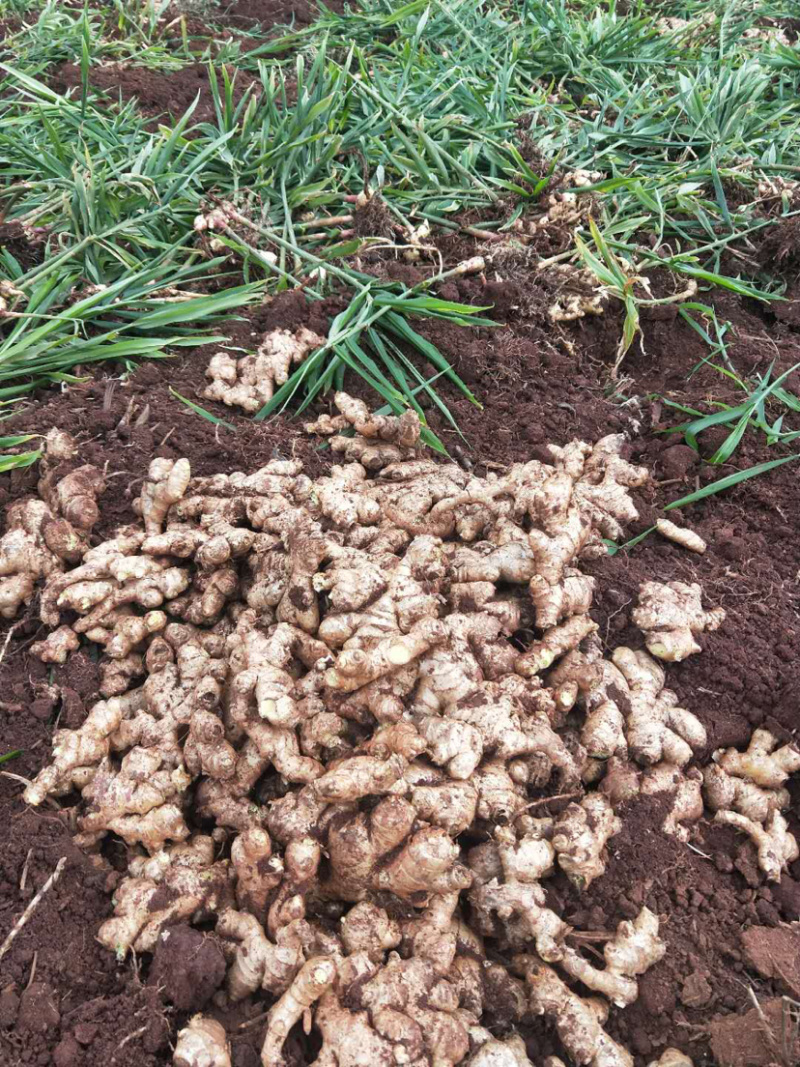 云南黄姜2号精品大量上等货源充足，价钱美丽！