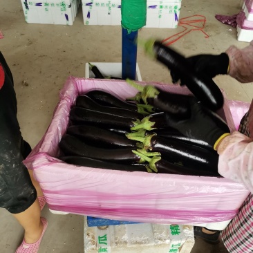 精品黑宝烧烤茄大量有货，专业代收各种蔬菜，茄子大量有货