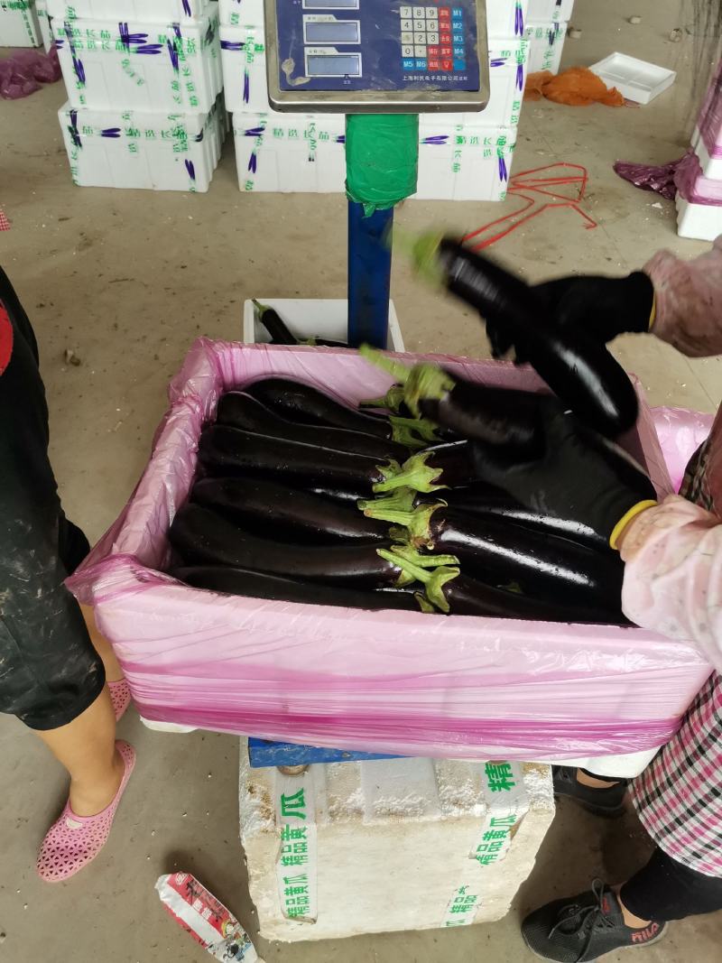 精品黑宝烧烤茄大量有货，专业代收各种蔬菜，茄子大量有货
