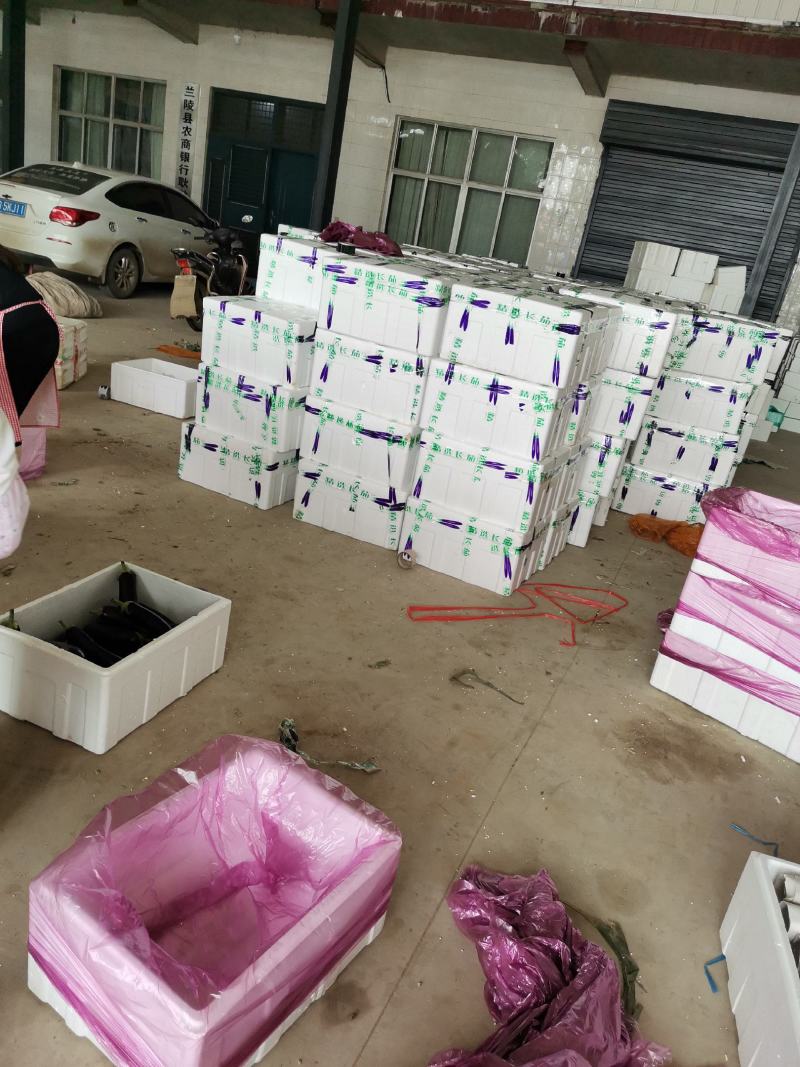 精品黑宝烧烤茄大量有货，专业代收各种蔬菜，茄子大量有货