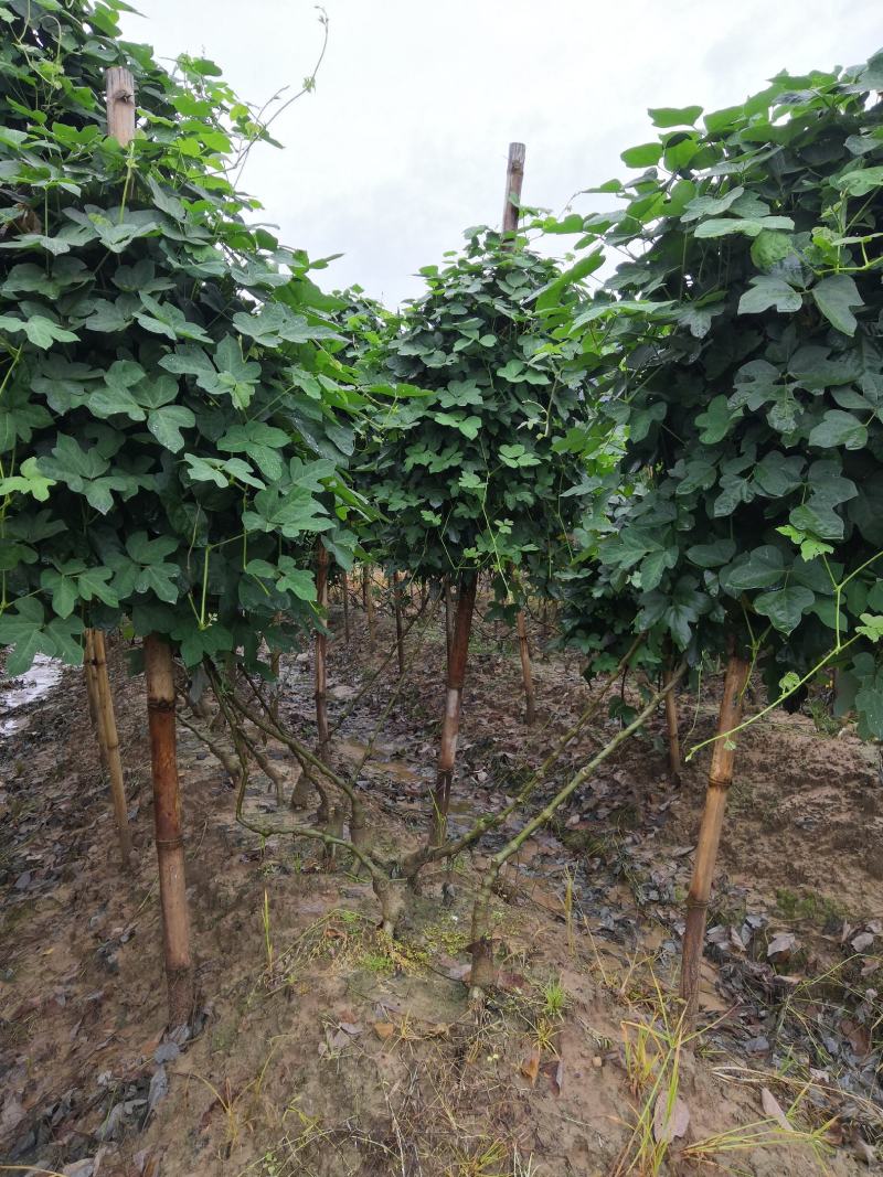 大量供应葛根种苗，葛根苗全程技术指导，包回收欢迎来电