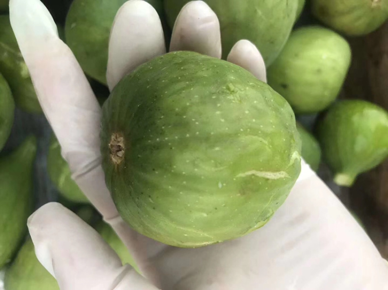 威海糖包子青皮无花果春果现货上市可以预定