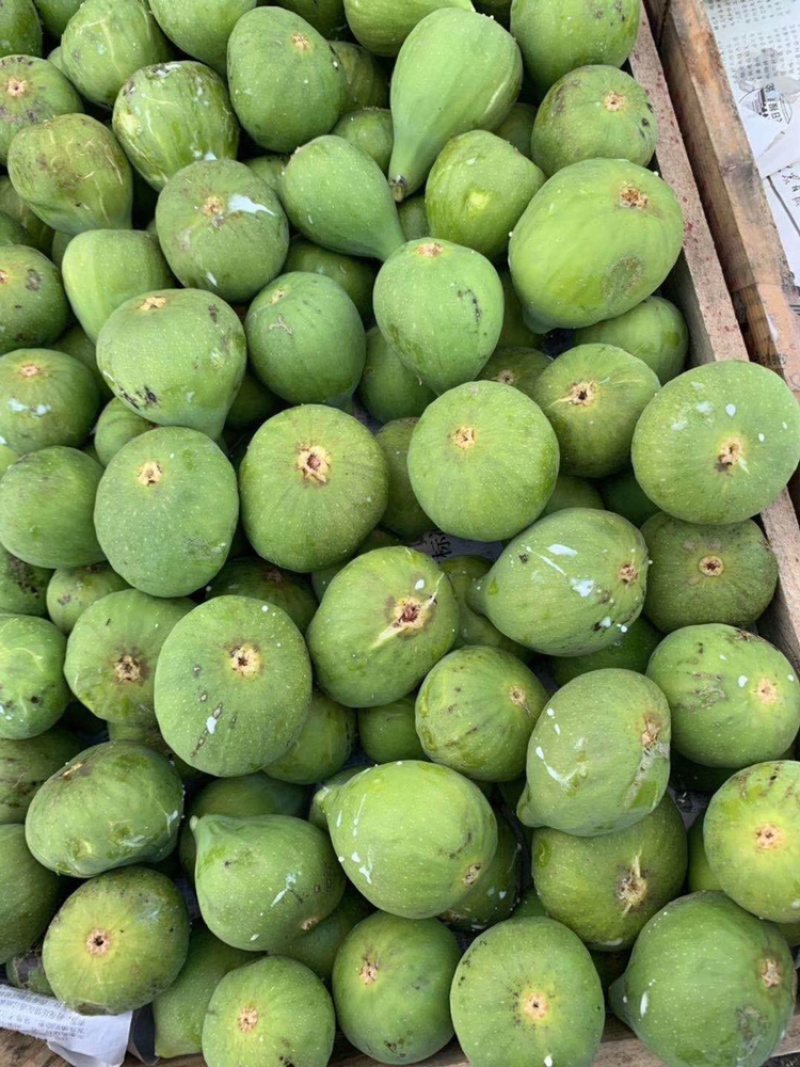 威海糖包子青皮无花果春果现货上市可以预定