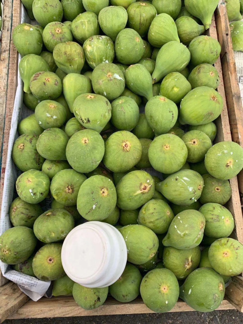 威海糖包子青皮无花果春果现货上市可以预定