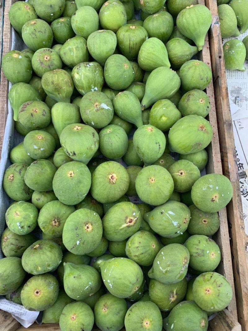 威海糖包子青皮无花果春果现货上市可以预定