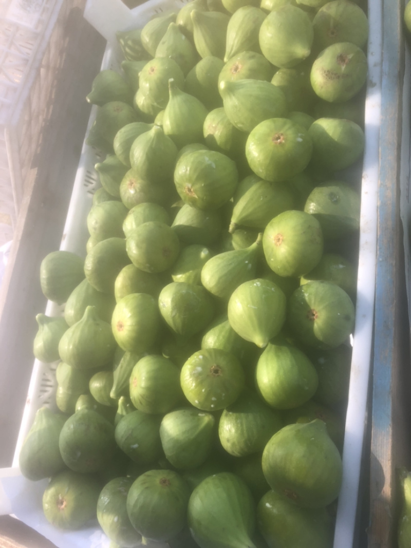 威海糖包子青皮无花果春果现货上市可以预定