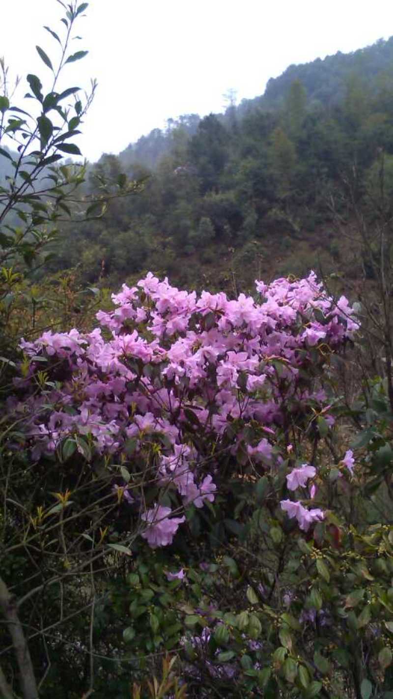 鹿角杜鹃叶片油亮四季常青花开不见叶