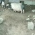 巴马香猪藏香猪后备猪怀孕小猪仔