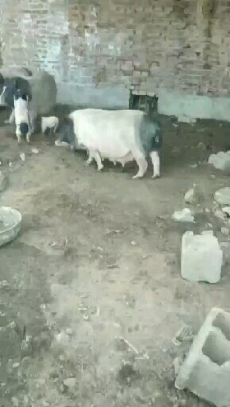 巴马香猪藏香猪后备猪怀孕小猪仔
