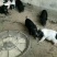 巴马香猪藏香猪后备猪怀孕小猪仔