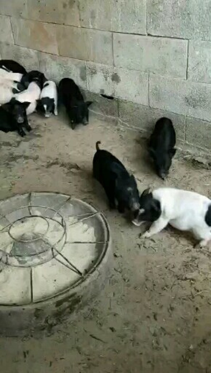 巴马香猪藏香猪后备猪怀孕小猪仔