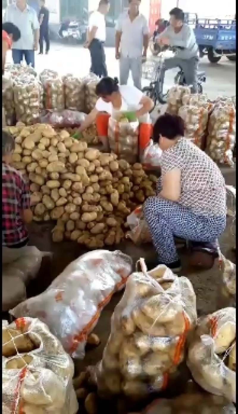 山西省文水县精品土豆大量上市，要的速电！