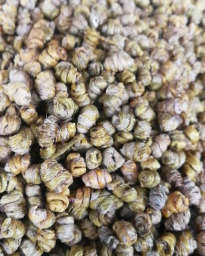 铁皮石斛，耳环石斛，金石斛，银石斛