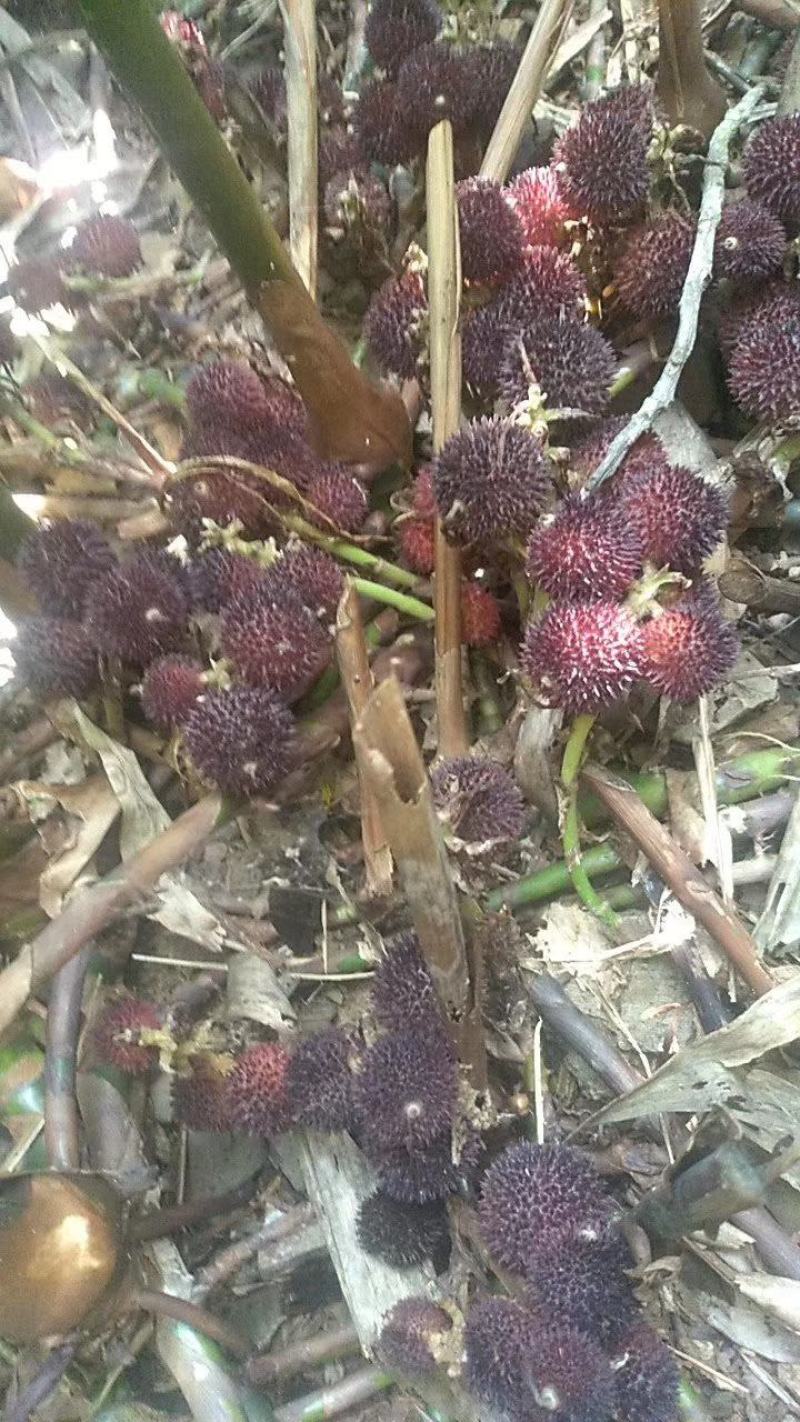 出售阳春砂仁苗，两年挂果